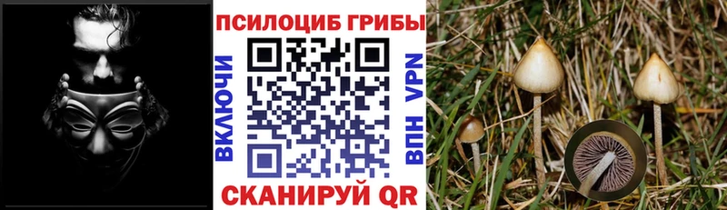 Купить где  Партизанск  Псилоцибиновые грибы Magic Shrooms 